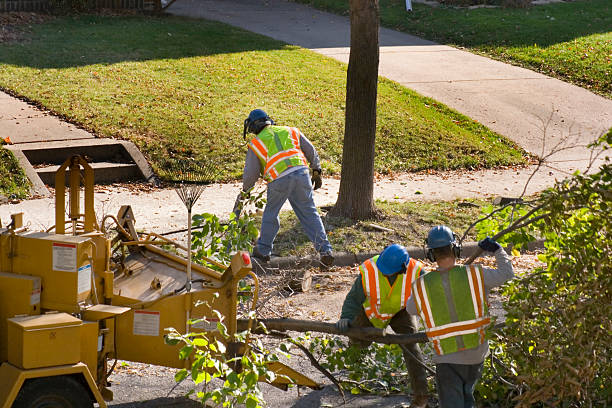 Ellsworth, WI Tree Removal and Landscaping Services Company